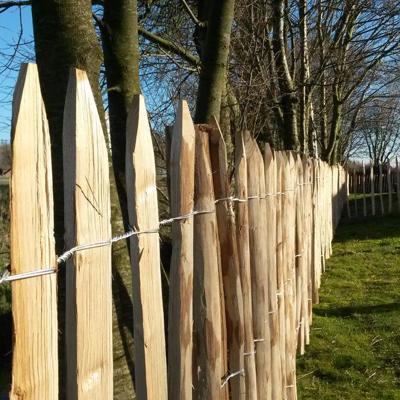 Et close up af et kastanjehegn fra Poda monteret i en have