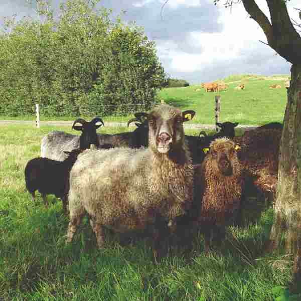 En fåreflok står i skyggen af et træ. I baggrunden ses en kvægflok i en anden fold.