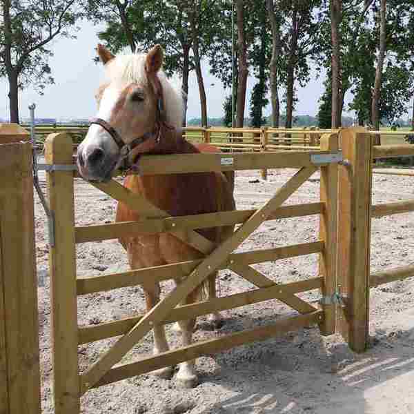 En brun hest står i dens indhegning og kigge ud over en Country House låge