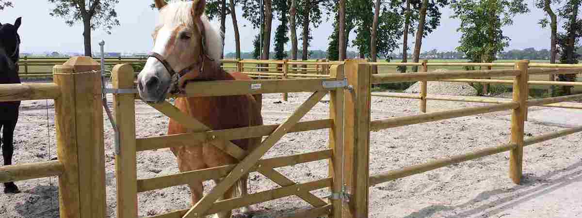 En brun hest står i dens indhegning og kigge ud over en Country House låge