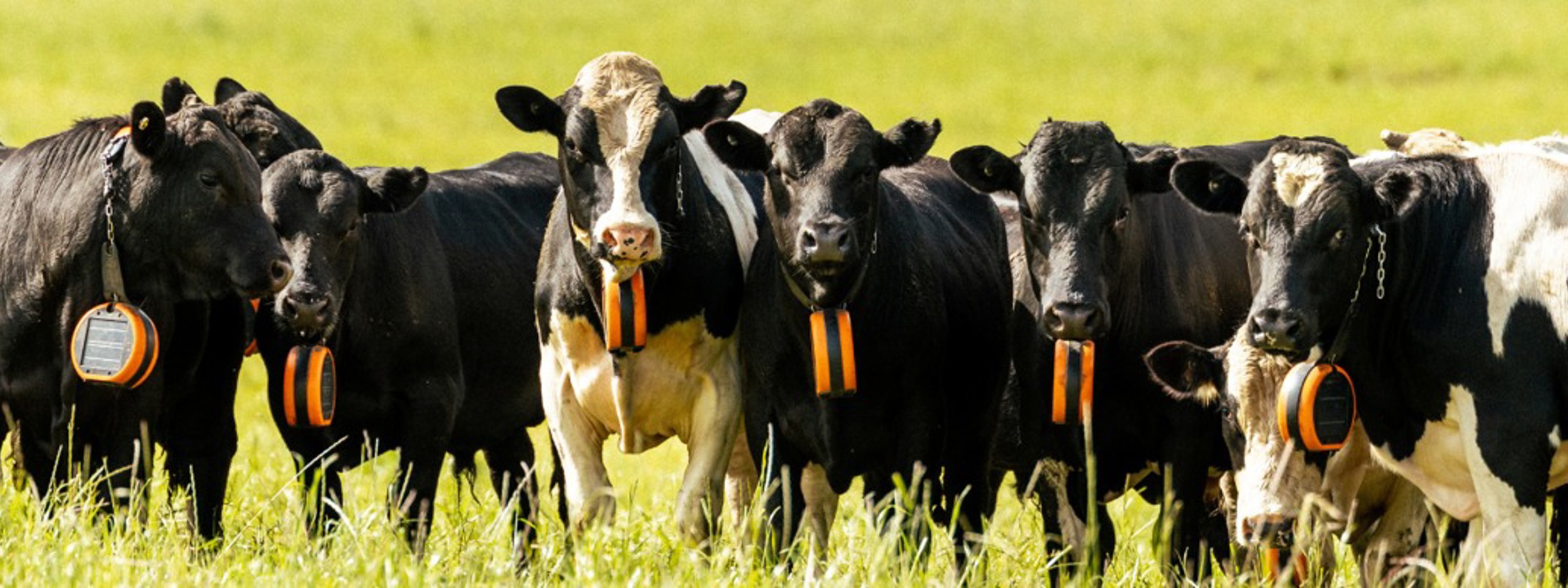 Mange køer der står på en mark med eShepherd rundt om halsen