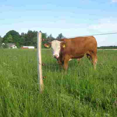 En stor tyr står tæt ved elhegnet i dens indhegning.