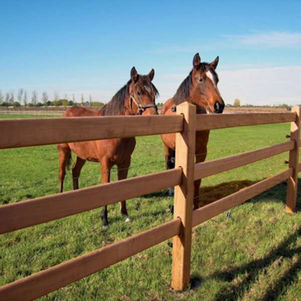 To heste står fredeligt bag et Oxford hestehegn