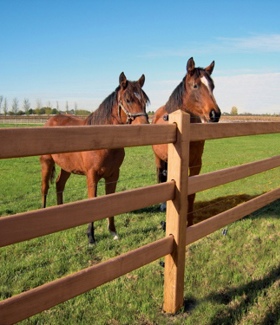 To heste står fredeligt bag et Oxford hestehegn