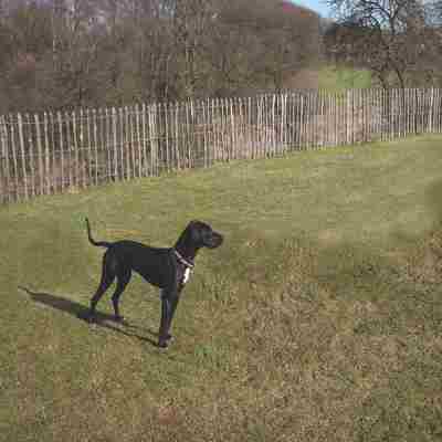 En hund står på en græsplæne indhegnet med et hegn af kastanjetræ fra Poda