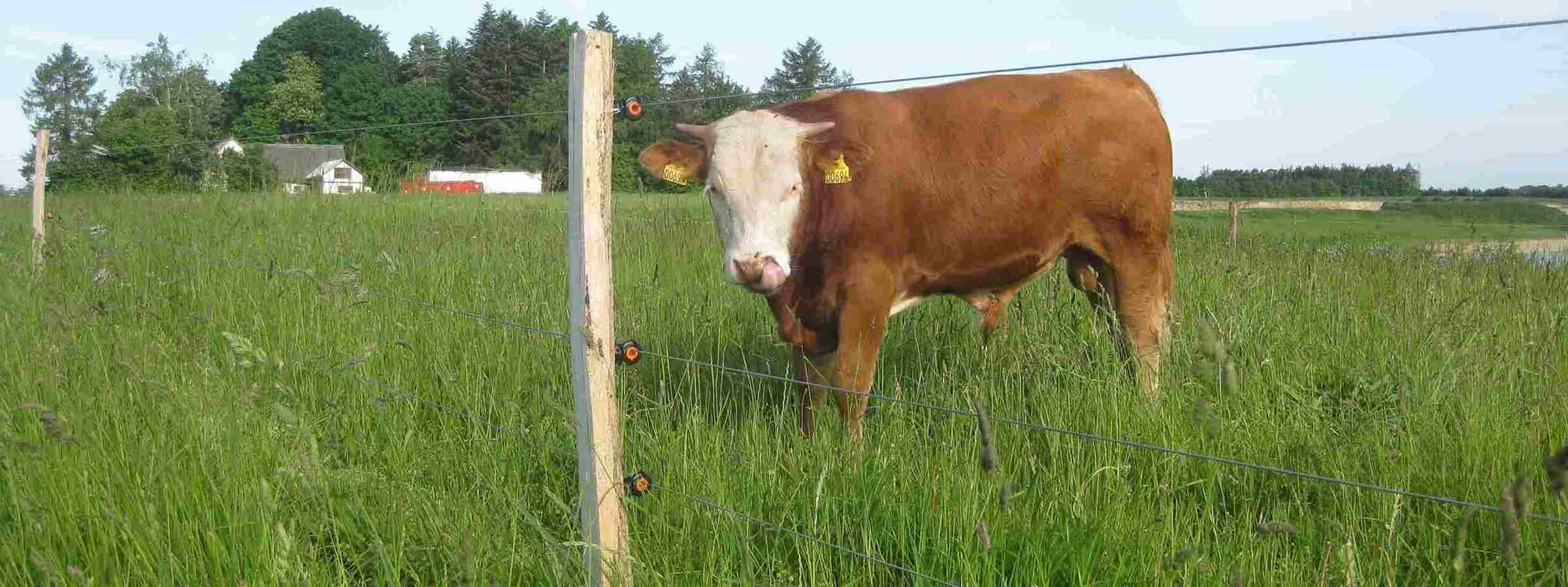 En stor tyr står tæt ved elhegnet i dens indhegning.
