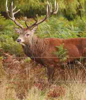 En kronhjort med gevir står bag et hjortehegn.