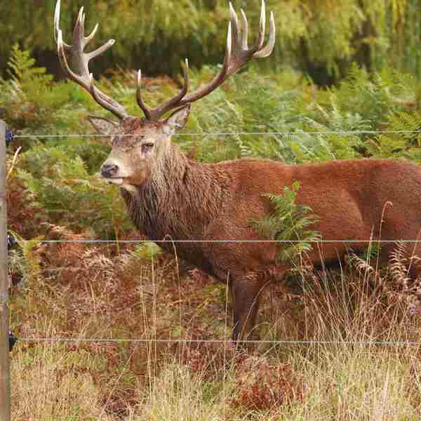 En kronhjort med gevir står bag et hjortehegn.