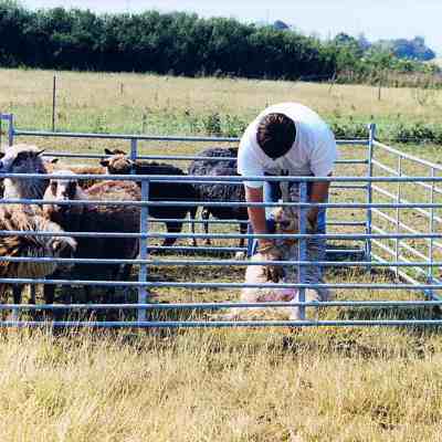 En mand står i en fangefold og undersøger et fårs mave.