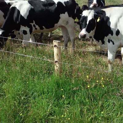 En flok køer står og græsser i nærheden af foldens elhegn.