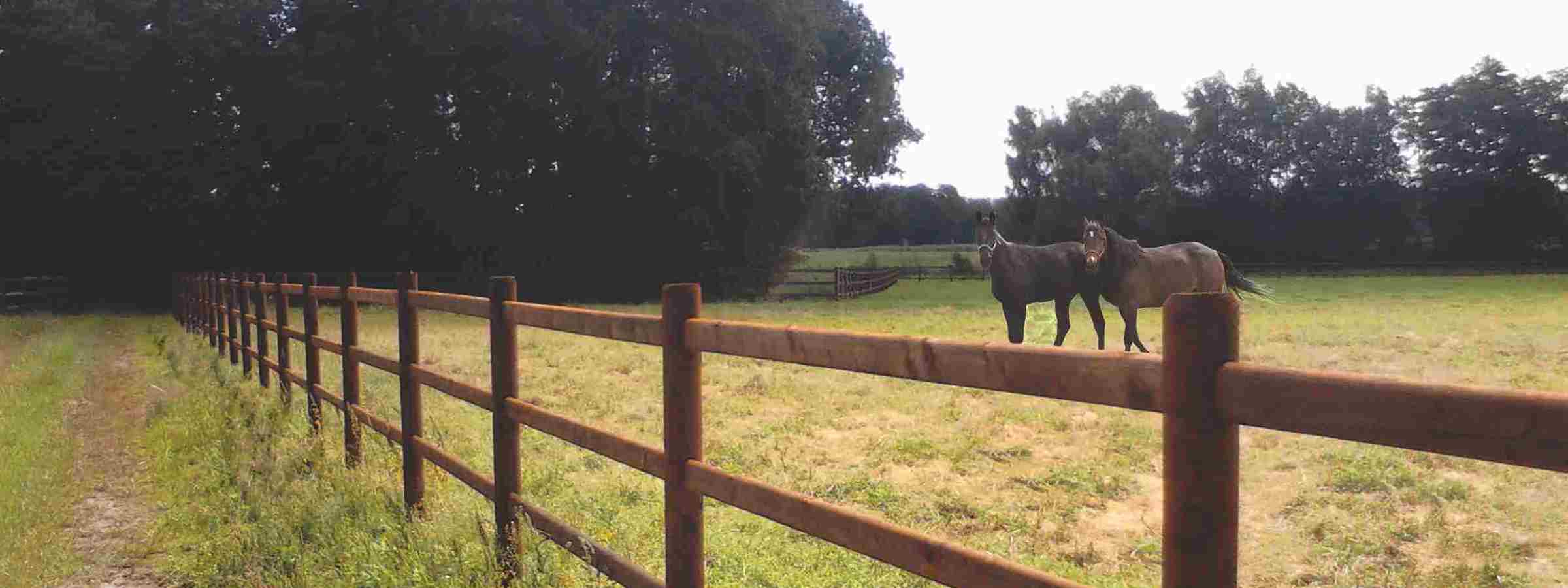To heste går sammen i en hestefold. Hestefoldens hegn er et 3-lægtet hestehegn.