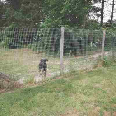 En sort hund står og kigger uden gennem løbegårdens nethegn.