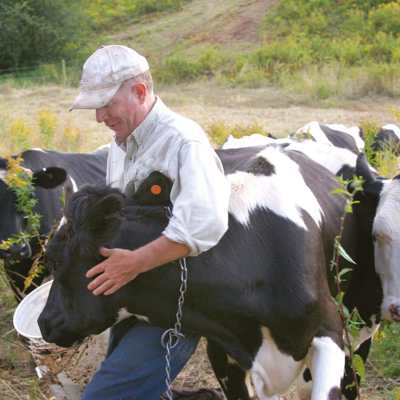 En mand står blandt en flok køer og klapper en ko, mens han fordrer den.