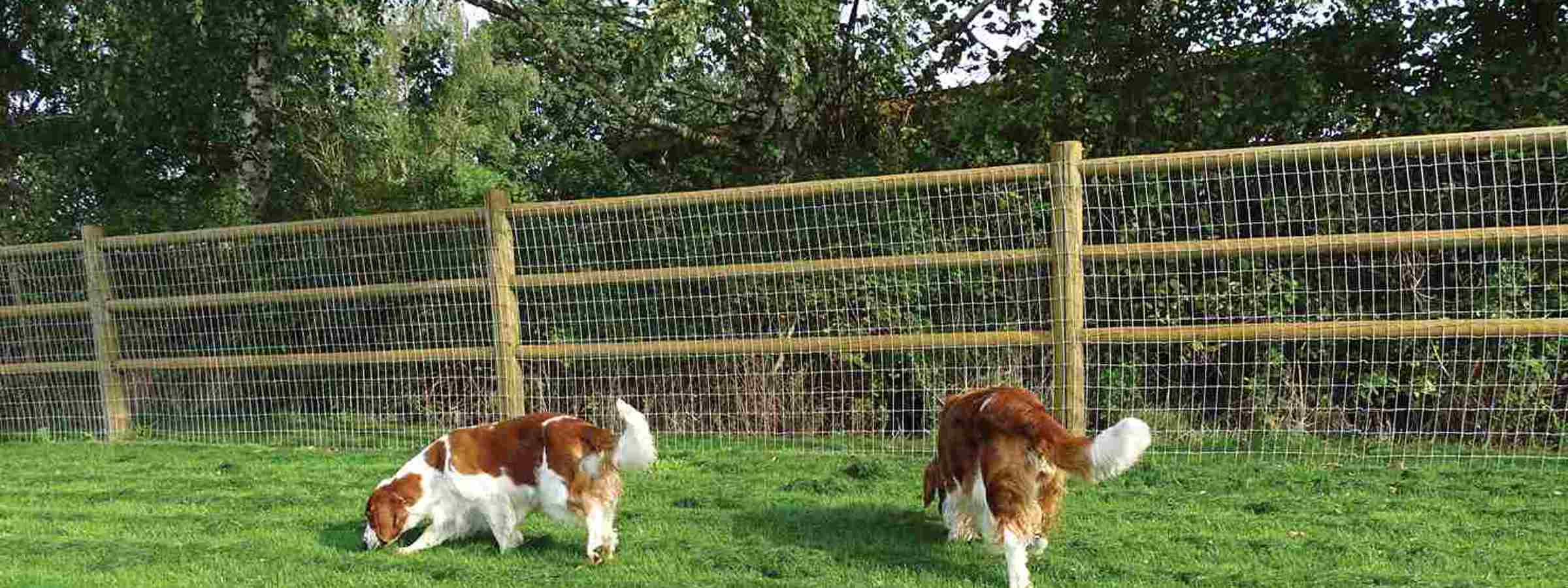 To hund der snuser i græsset i en løbegård til hunde.