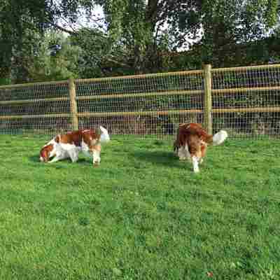 To hund der snuser i græsset i en løbegård til hunde.