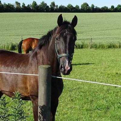 En brun hest står tæt på hestefoldens elhegn. Bag hesten står endnu en hest i samme hestefold.