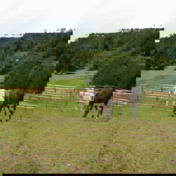 To heste går i hver deres fold og græsser. Hestefoldene er adskilt af et hestehegn med halvskårne lægter.