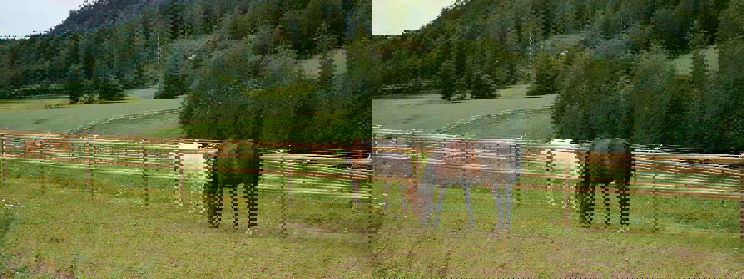 To heste går i hver deres fold og græsser. Hestefoldene er adskilt af et hestehegn med halvskårne lægter.