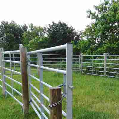 To køer står på en mark ved siden af en fangefold.