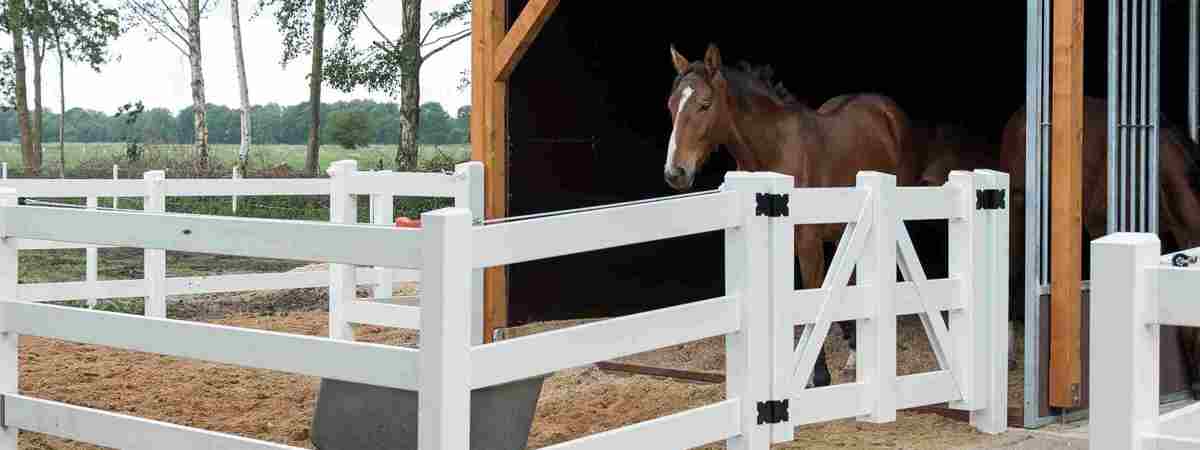 En brun hest står i et læskur og kigger ud i en lille fold omgivet af et hvidt hestehegn.