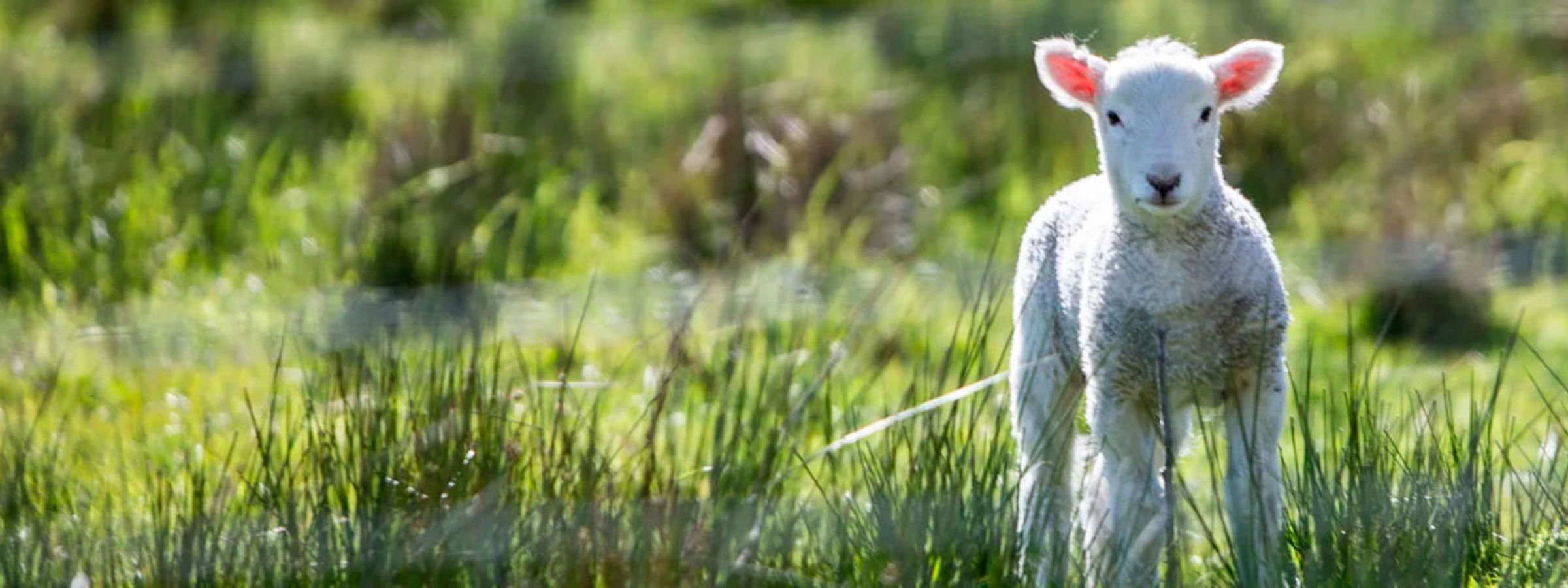 Et billede med et lam ude i højre side