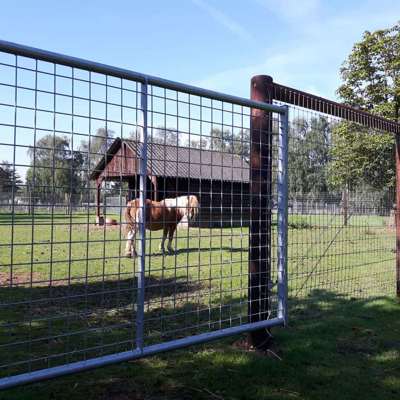 En lille hest står bagved en letvægtslåge med gitter.