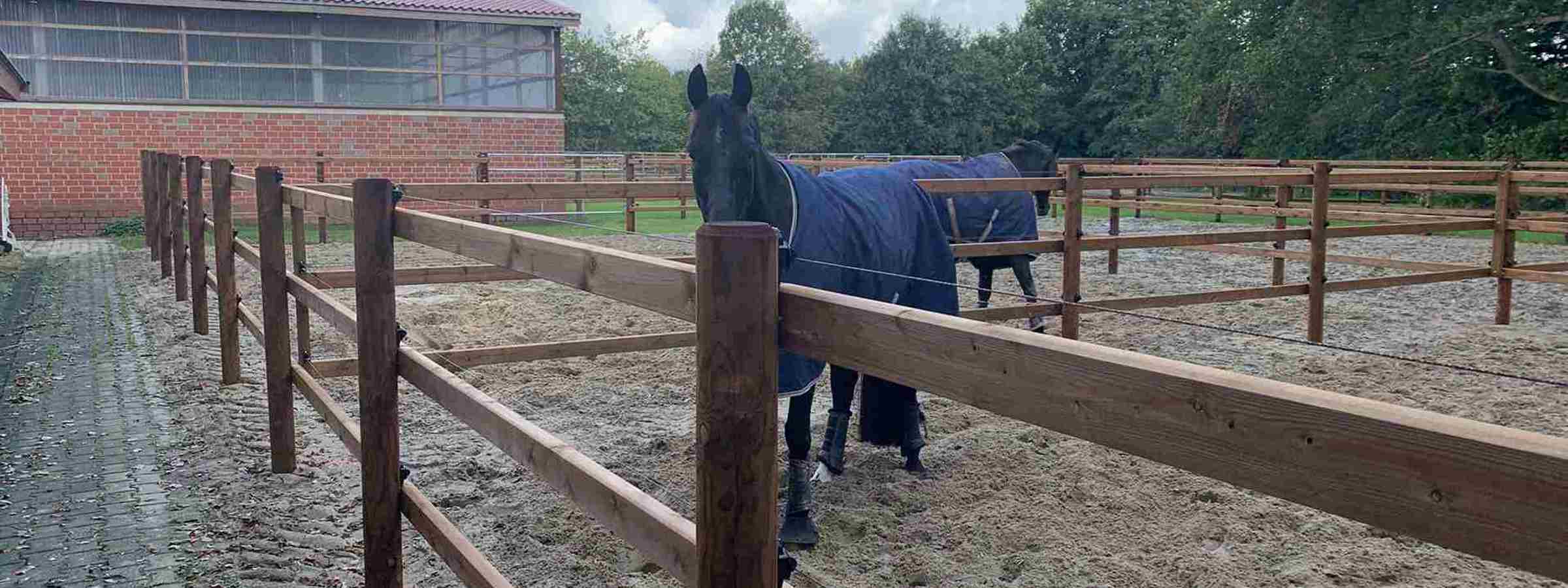 Her ses en hest stående bag et flot Ohio-hegn i imprægneret træ.