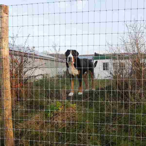 En hund står bag et højt hegn af Multinet