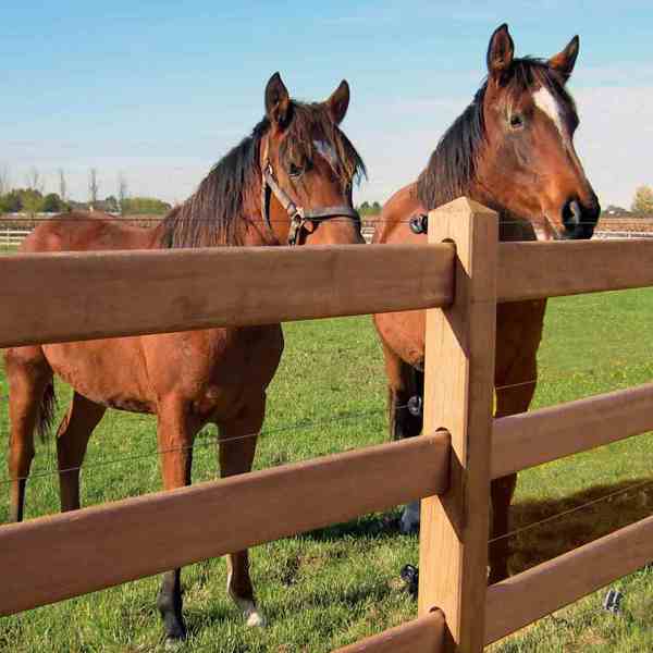 To heste står fredeligt bag et Oxford hestehegn