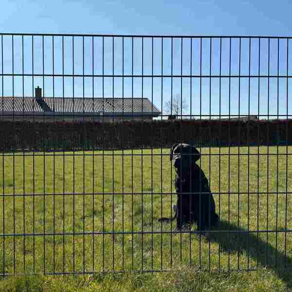 En sort hund sidder i græsset, bag et panelhegn.