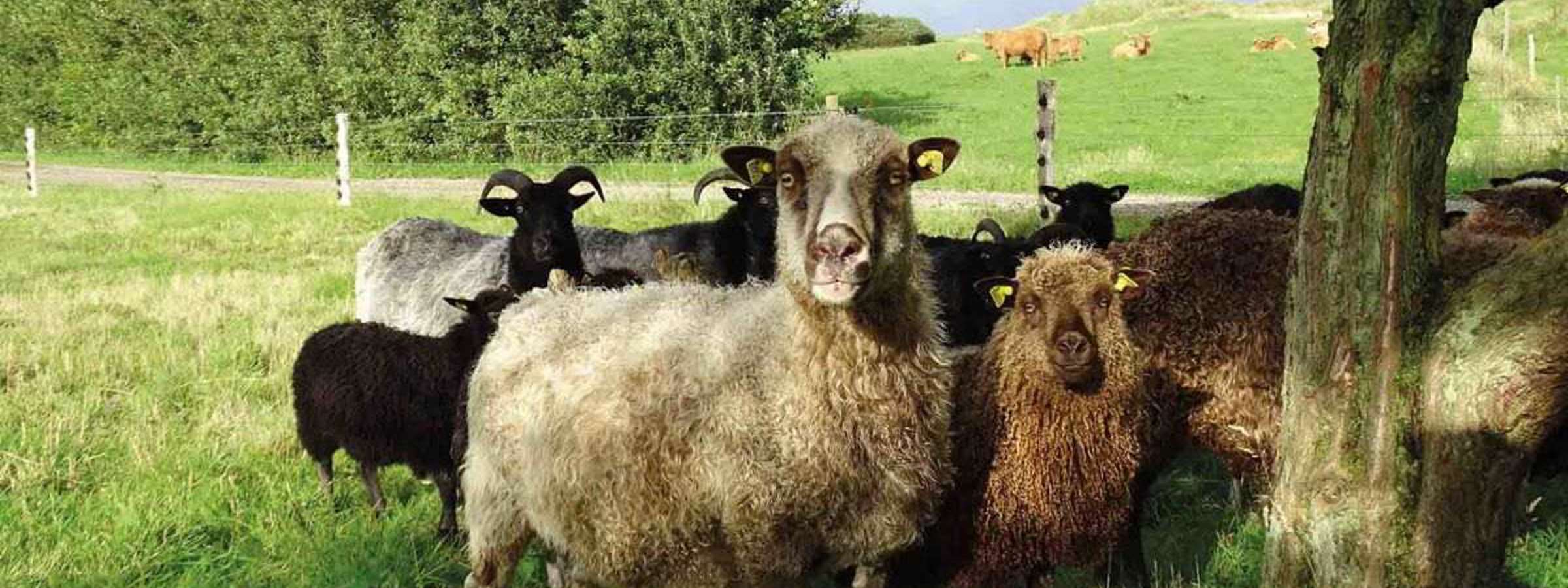 En fåreflok står i skyggen af et træ. I baggrunden ses en kvægflok i en anden fold.