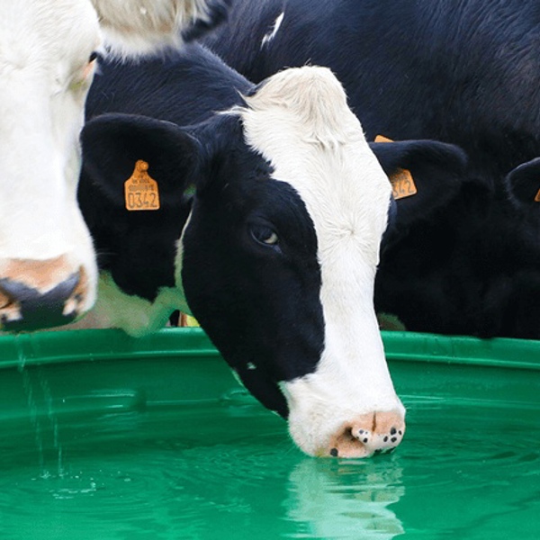 Køer som drikker af et drikkekar