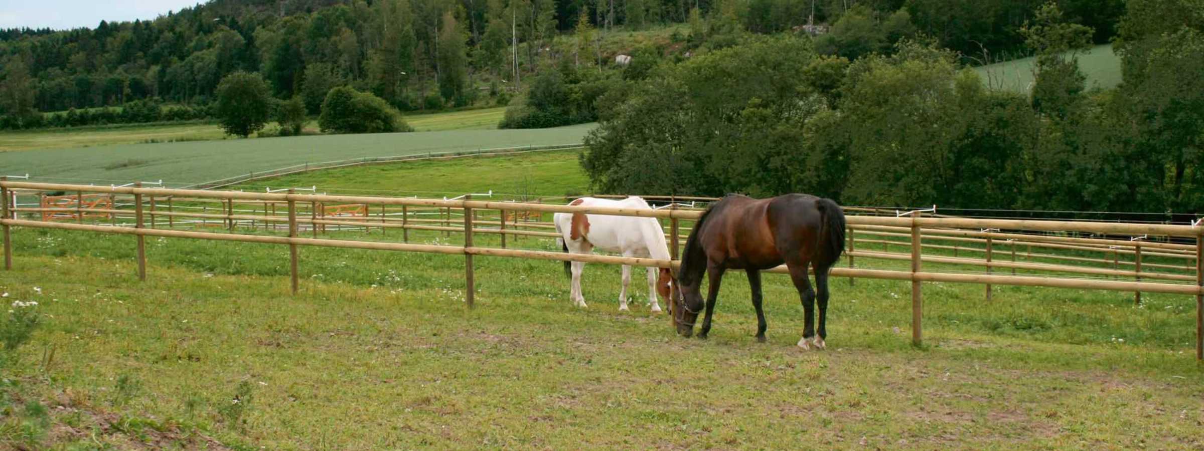 To heste bag et klassisk lægtehegn, der giver en traditionel og robust indhegning velegnet til store græsningsområder.