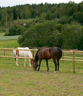 To heste bag et klassisk lægtehegn, der giver en traditionel og robust indhegning velegnet til store græsningsområder.
