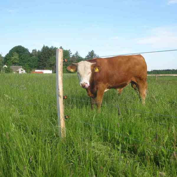 En stor tyr står tæt ved elhegnet i dens indhegning.