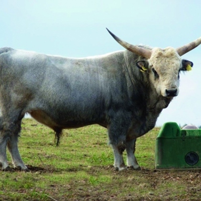 En stor tyr med kæmpe horn står ved siden af et frostfrit drikkekar