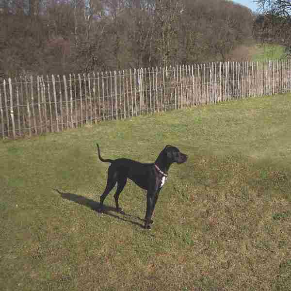 En hund står på en græsplæne indhegnet med et hegn af kastanjetræ fra Poda