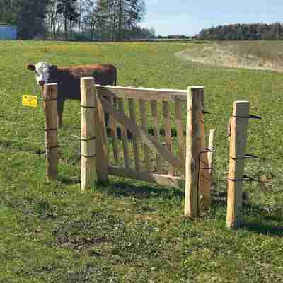 En ko er indhegnet af et eletrisk hegn og en låge i træ