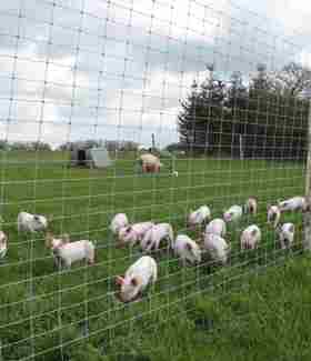 En hel flok smågrise står tæt ved et nethegn