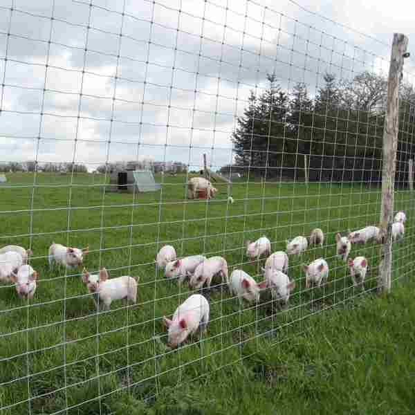 En hel flok smågrise står tæt ved et nethegn