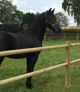 To sorte heste står ved siden af hinanden i en hestefold.