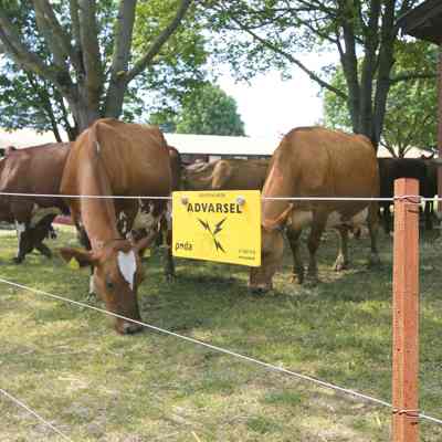 En flok brune køer står bag et elhegn i en lille indhegning.