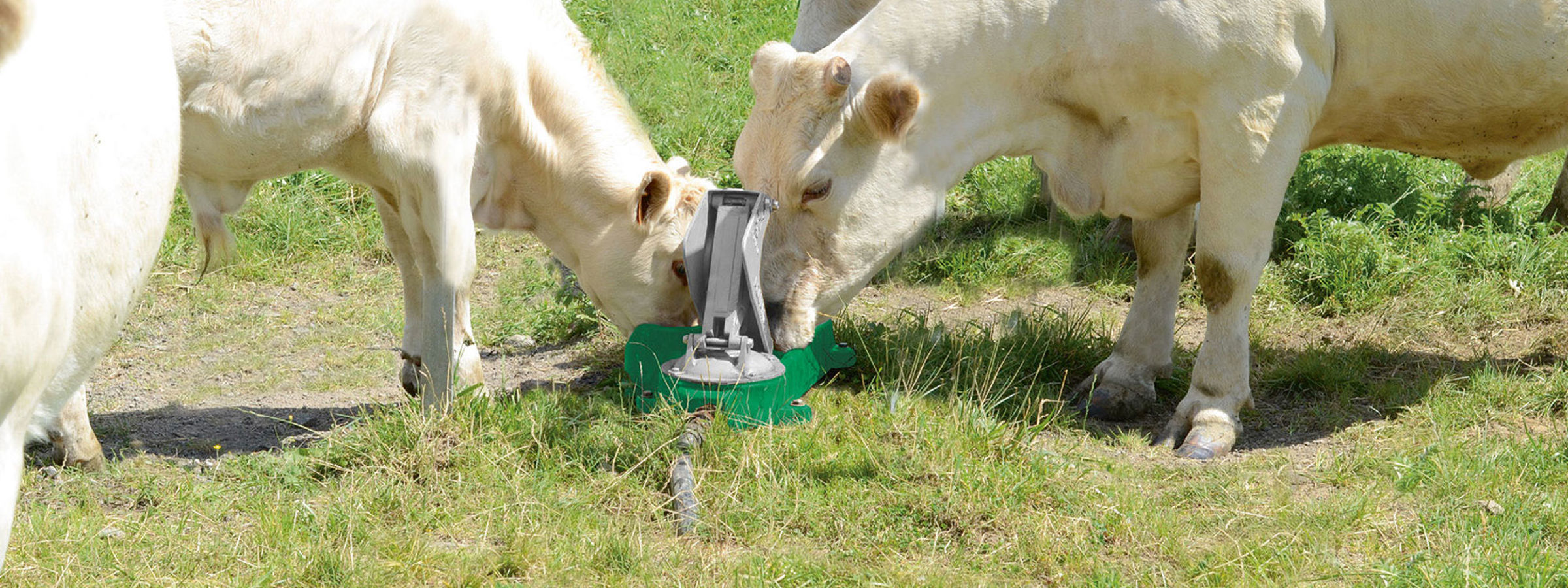 Flere lyse køer drikker vand fra en grøn mulepumpe på en græsmark.