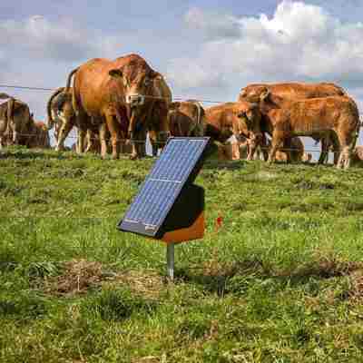 En strømgiver til elhegn i forgrunden og køer i baggrunden 