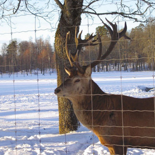 En stor kronhjort står bag et nethegn.