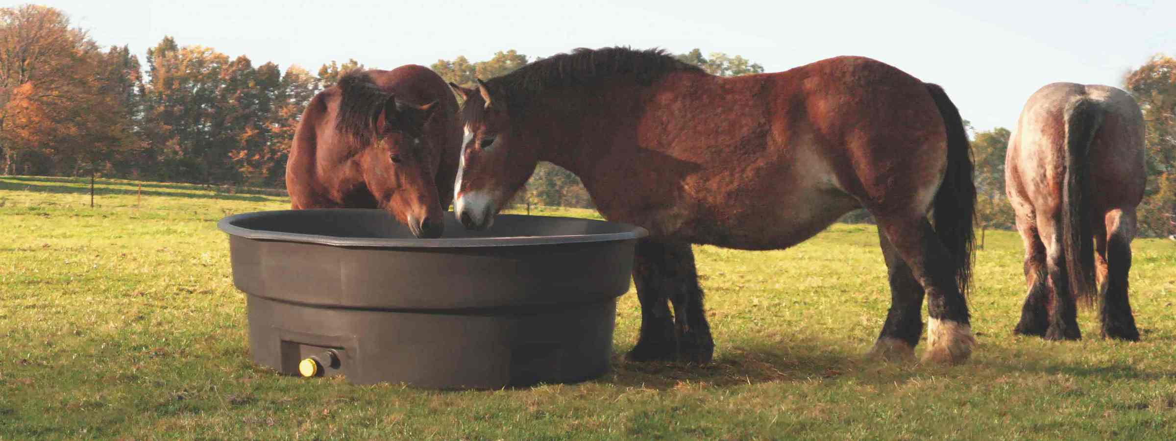 Ved et drikkekar står der to heste og drikker, mens en anden hest står i baggrunden