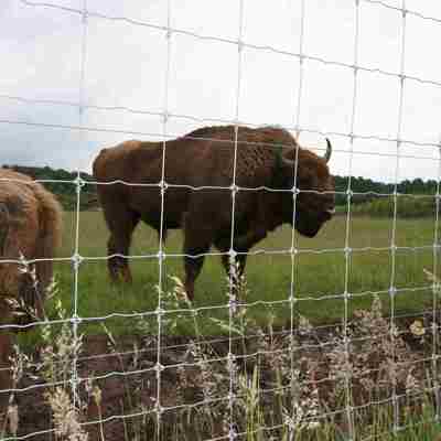 To bisoner græsser i deres indhegning.