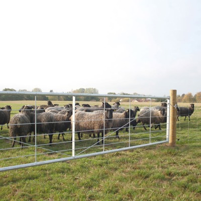 En flok af får står bagved en letvægtslåge