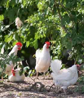 Fire fritgående høns går mellem buske og træer i deres hønsegård.