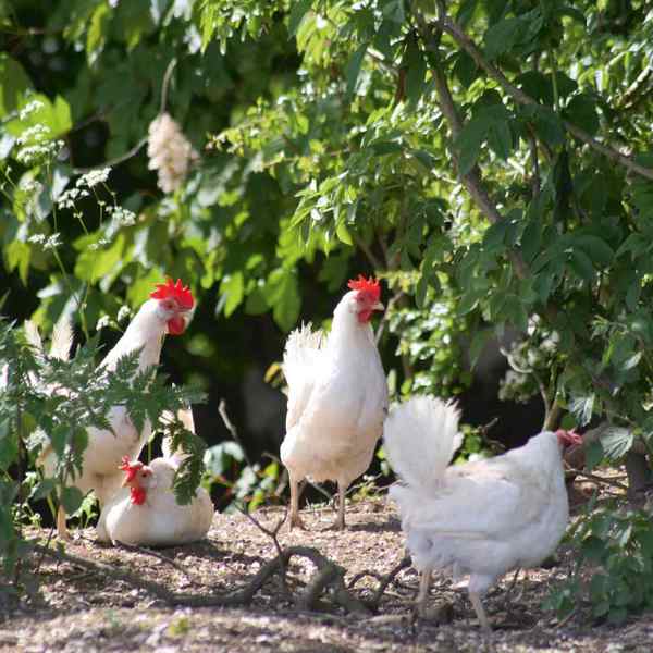Fire fritgående høns går mellem buske og træer i deres hønsegård.